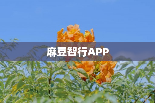 麻豆智行APP