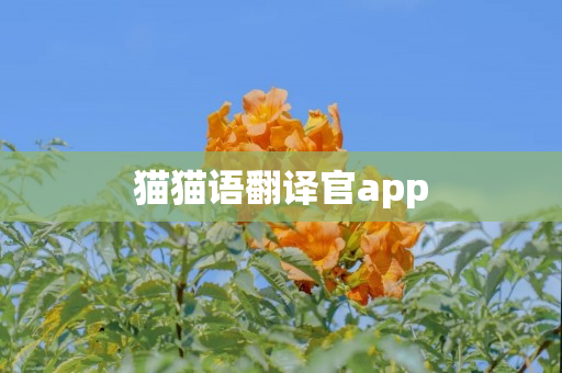 猫猫语翻译官app