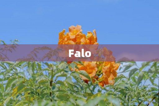 Falo