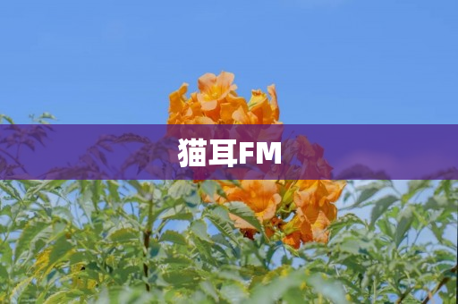 猫耳FM