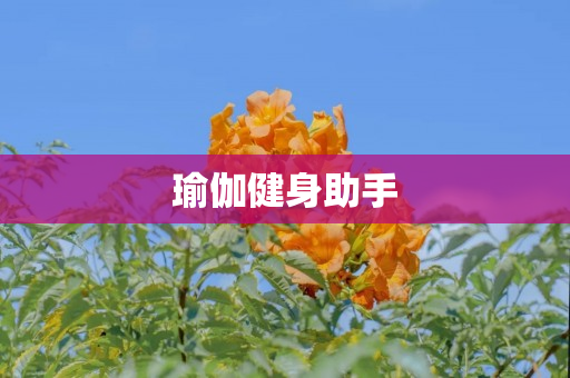 瑜伽健身助手