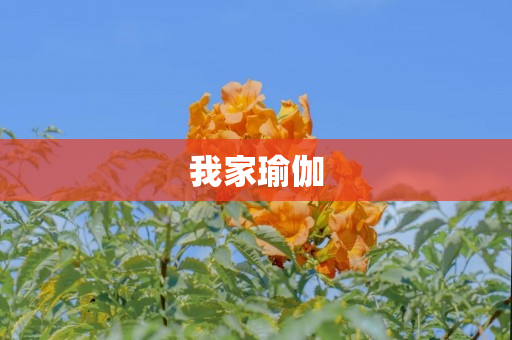 我家瑜伽