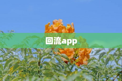 回流app