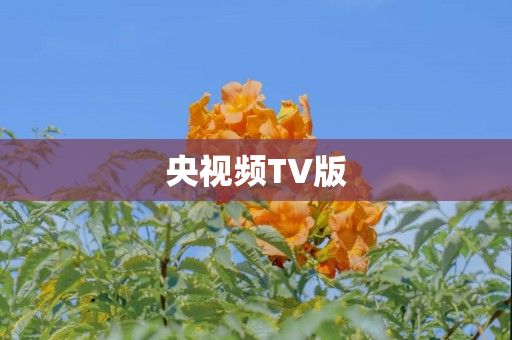 1频TV版