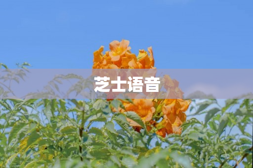 芝士语音