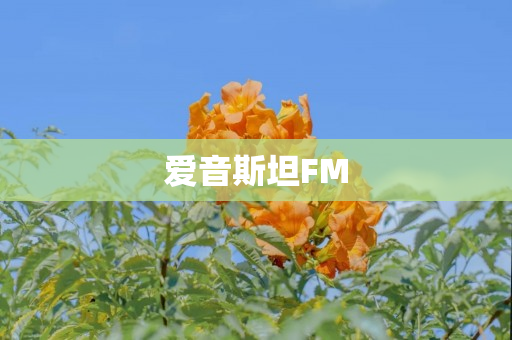 爱音斯坦FM