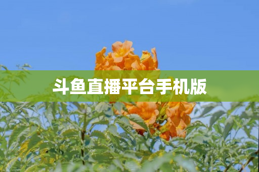 斗鱼直播平台手机版