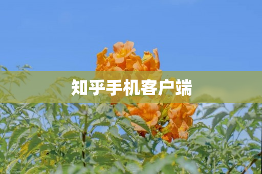 分享库手机客户端